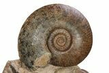 Tall, Jurassic Ammonite (Hammatoceras) Display - France #279365-1